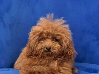 Erkek toy poodle