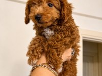 2,5 Aylık Erkek Poodle