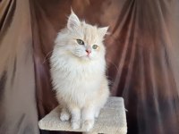 Krem rengi british longhair yakışıklı