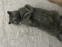 1 yaşında aşıları tam dişi british shorthair