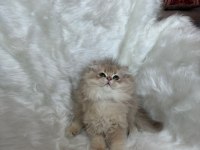 Lilac golden erkek Cy11 british longhair