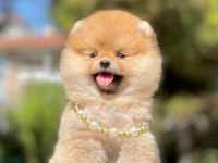 Safkan Pomeranian Boo Yavrularımız