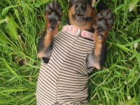 Daschund Köpeği