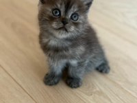 British shorthair yavrularımıza yuva arıyoruz
