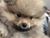 Bebek pomeranian erkek yavru