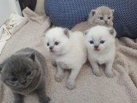 Irk Ve Sağlık Garantili British Shorthair Yavrular