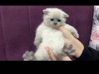 SAFKAN ORIJINAL IRK DİŞİ YAVRU KEDİMİZ