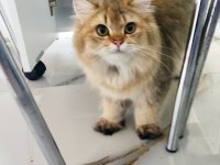 Secereli safkan British Longhair erkek