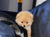 Pomeranian Boo 6 Aylık Aşı Karneleri var