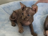 Naked Beauty Sphynx Cattery
