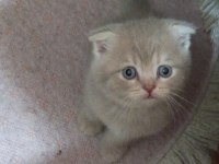 Orjinal kırık kulak scottısch kedilerimiz