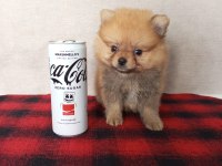 MİNİ BOY POMERANİAN