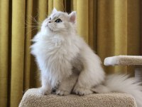 Gri british longhair kedimiz paşa