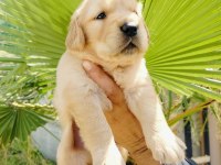 Golden retriever yavruları