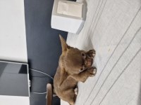 Chihuahua tatlı yavru köpeğimiz