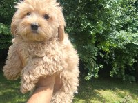 Maltipoo Yavruları