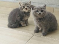 Kaymaklı lokum british longhair kedimiz
