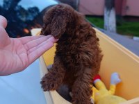 Red brown toy poodle