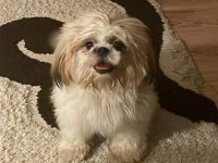 1 yaşında Shih-Tzu kızımız