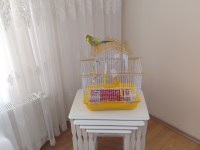 Şov jumbo muhabbet kuşu