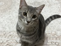 6 aylık tekir kedimiz Gojo ya kalıcı yuva arıyoruz