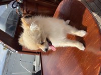 Pomeranian erkek