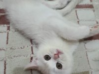 Oyun canavarı british shorthair sahiplendim diyeceksiniz