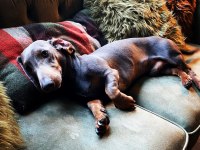 Blue Dachshund (sosis köpek) Yavrular