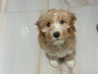 3 aylık erkek maltipoo