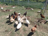 PEKİN ÖRDEĞİ 1 YAŞINDA