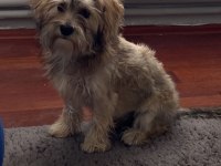 Güzel yorkshire terrier bebeğimi sahiplendirmek istiyorum