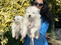 Samoyed yavrularım sağlık ve ırk garantilidir