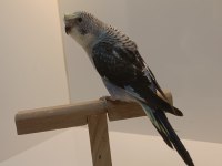 Yavru karakanat muhabbet kuşlar