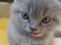Safkan british shorthair 50 günlük tuvalet eğitimli
