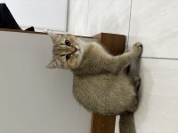 dünyalar tatlısı erkek british shorthair