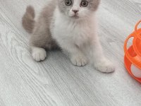 BRİTİSH BİCOLOR GÜZEL KIZIMIZ