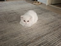 Muyuki beyaz kedimiz