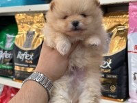 En Tatlı Pomeranian Köpekler