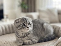 Silver Tabby Scottish Fold Dişi