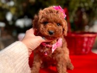 Safkan Toy Poodle Bebekler