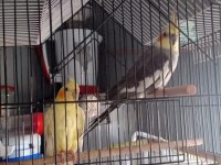 Sultan papağanı iki adet