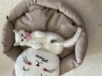 Kedimiz alice ailesini arıyor