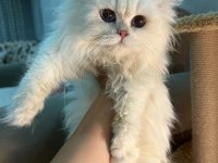 Blh ns1233 erkek british longhair yavrumuz