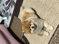 Pomeranian köpekler