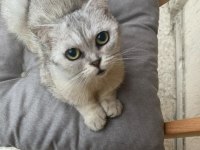 Ücretsiz sahiplendirilecek british shorthair