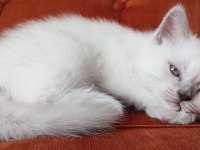 Son Blue Point British Shorthair Prensi
