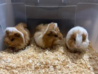 4 Adet Guinea Pigimi Sahiplendiriyorum