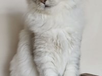 Scottish straight longhair ns 25 erkek