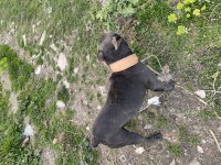 French bulldog (kısır)