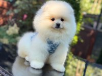 Ayıcık Surat Pomeranian
